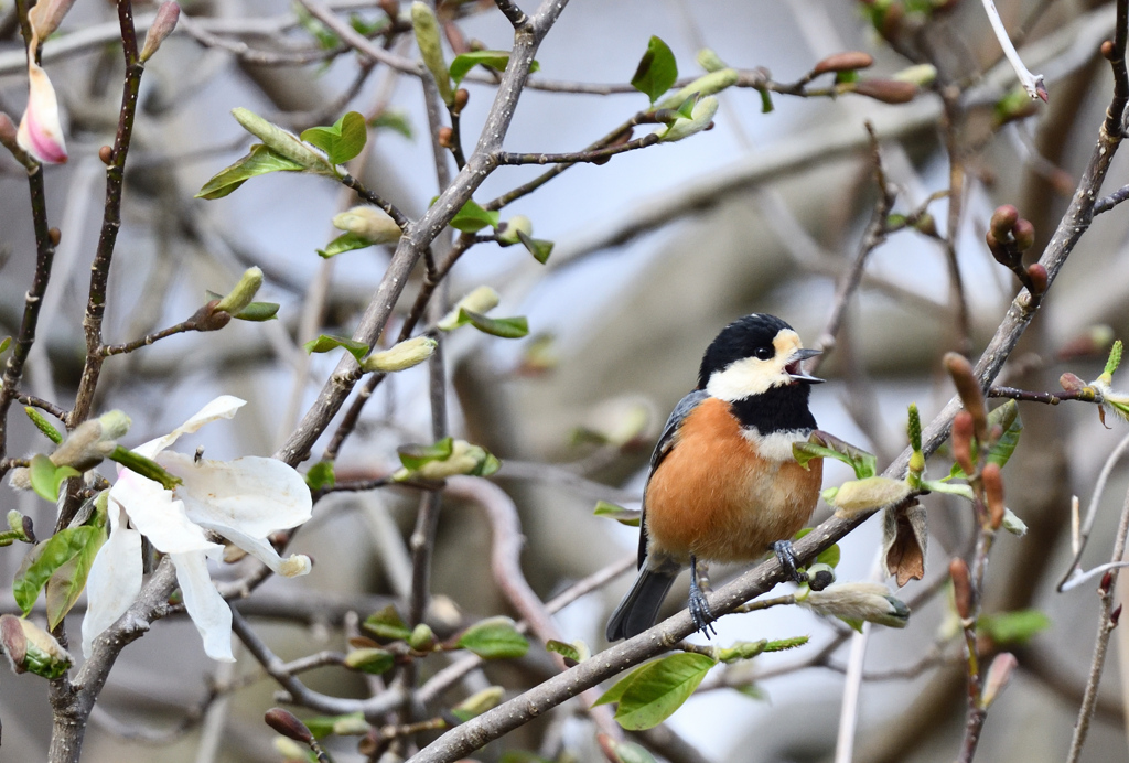 モクレンとヤマガラ君