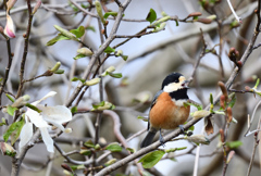 モクレンとヤマガラ君