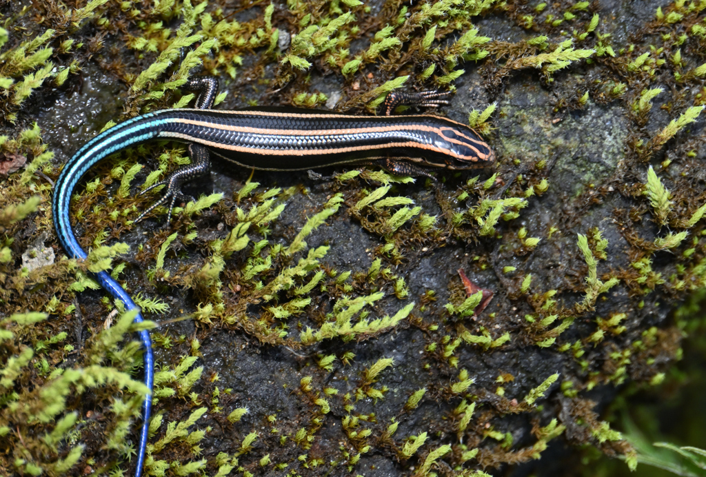 ニホントカゲ220928