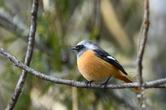 ジョウビタキ♂