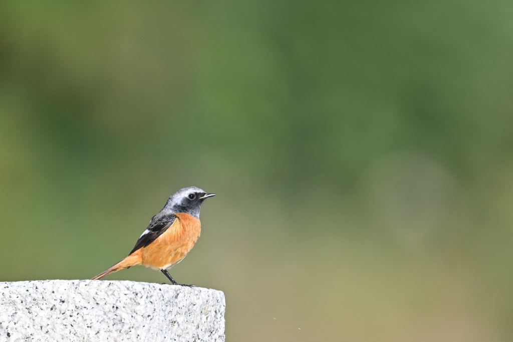 今季初お目見え