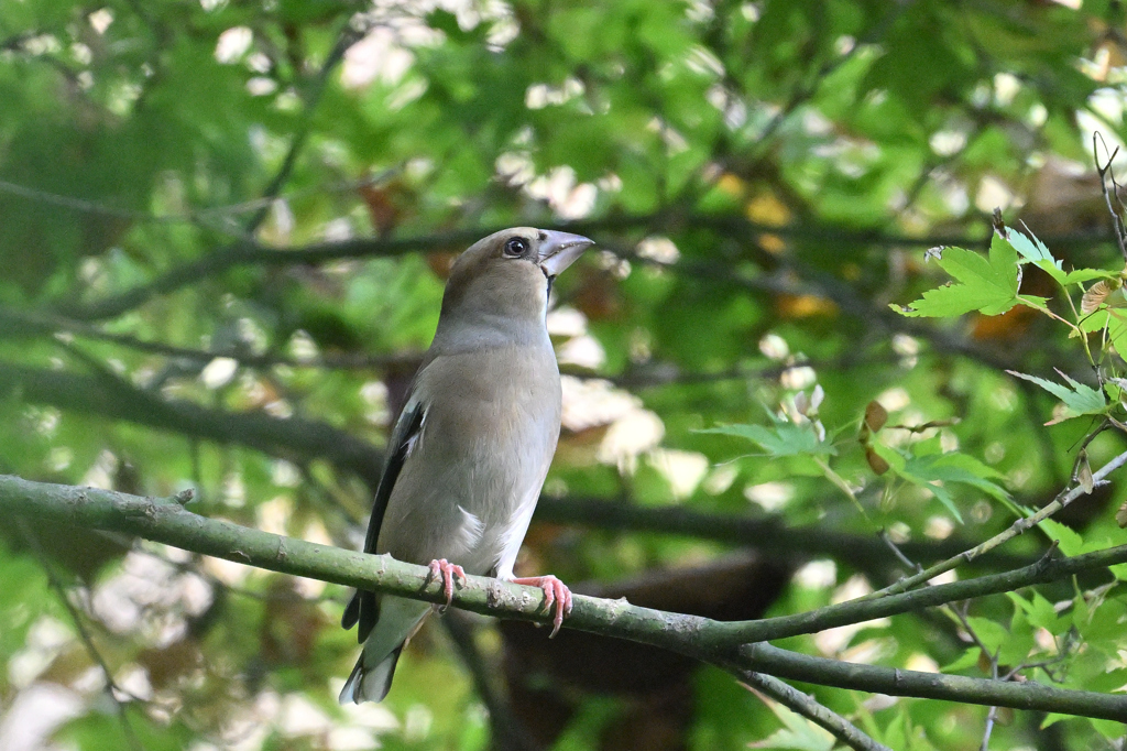 シメ♀