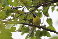 キセキレイ220623