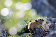 丸い光の玉とナキウサギ
