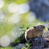 丸い光の玉とナキウサギ