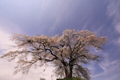 桜と少し青空と