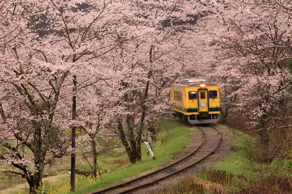 桜といすみ鉄道