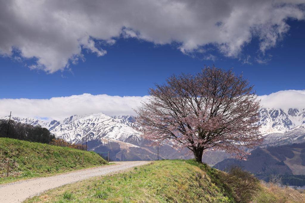 北アルプスと雲と一本桜