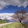 北アルプスと雲と一本桜