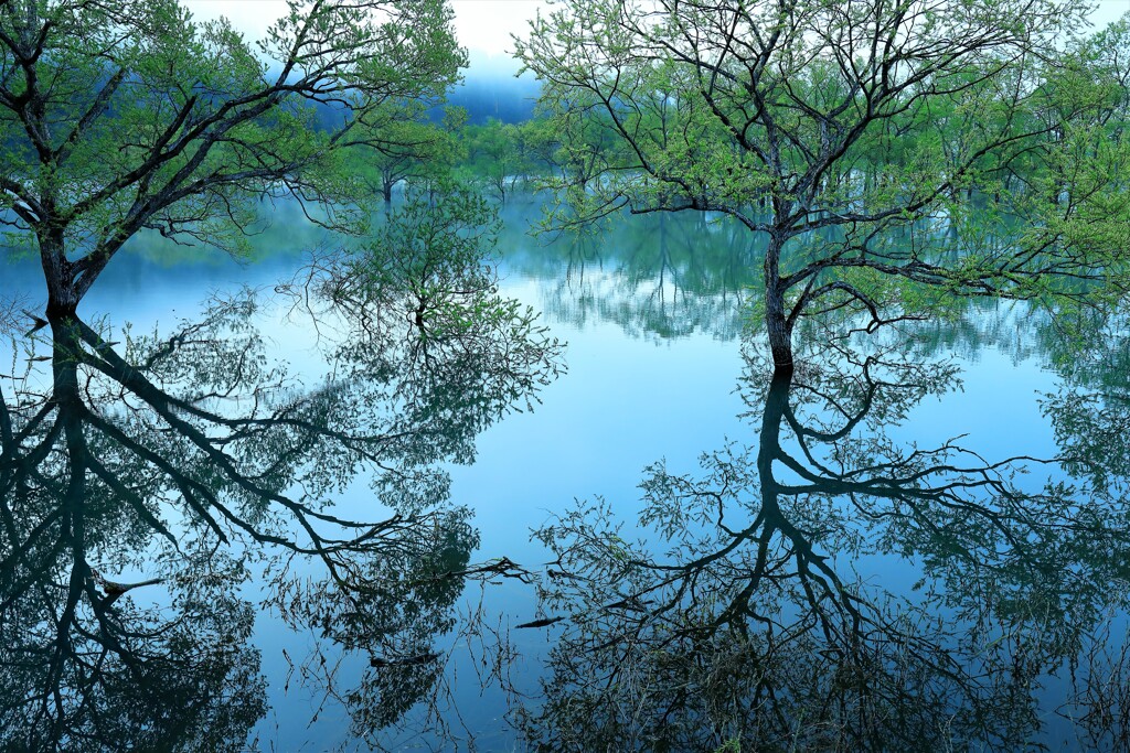 水没林