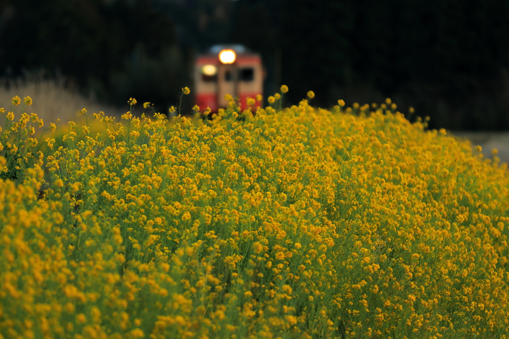 夕暮れと菜の花といすみ鉄道