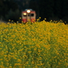 夕暮れと菜の花といすみ鉄道