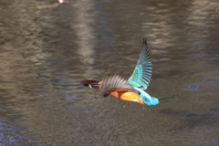 枯れ葉と小魚を...