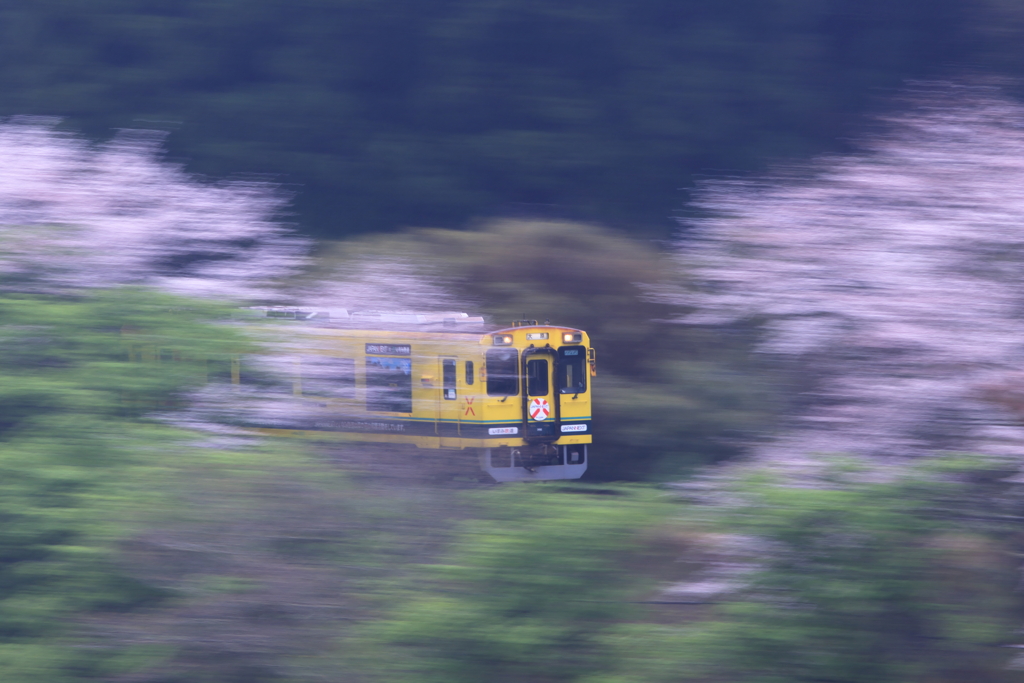桜といすみ鉄道と少し流し撮り