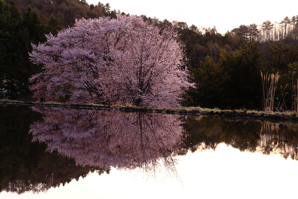 扇の桜とリフレクション