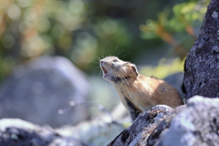 大きな声で鳴きました