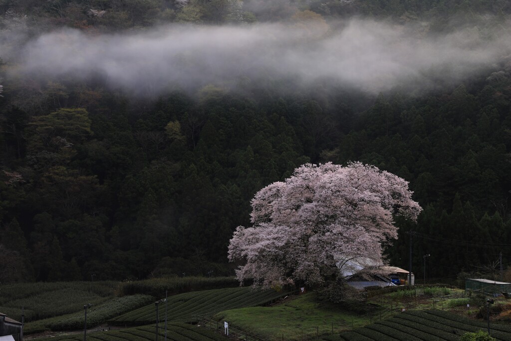 キリと桜