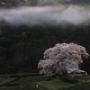 キリと桜