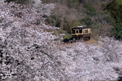 カーブを抜けて桜へ