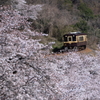 カーブを抜けて桜へ