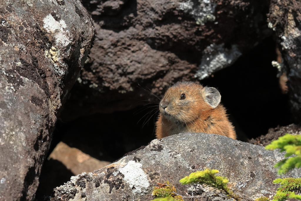 まだ小さい夏のナキウサギ