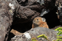 まだ小さい夏のナキウサギ まだ小さい夏のナキウサギ