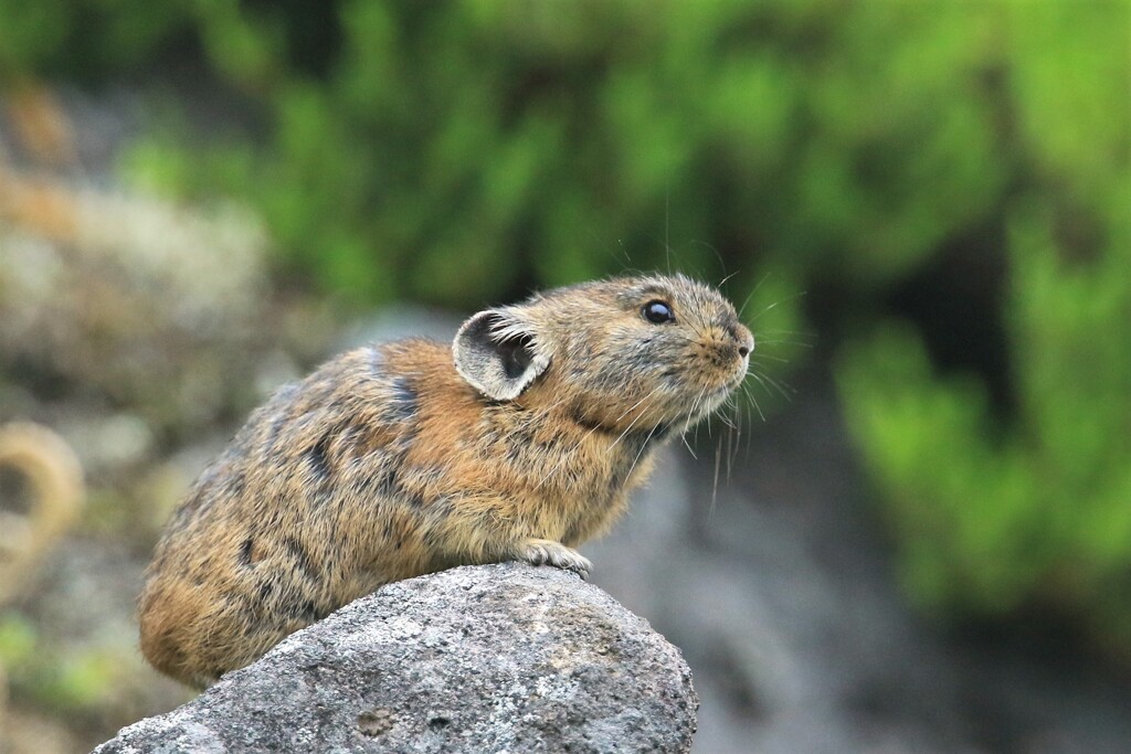 ナキウサギ