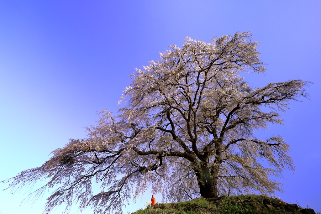 一本桜