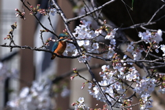 桜の木にとまったカワセミ