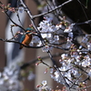 桜の木にとまったカワセミ