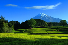 茶畑と富士山と