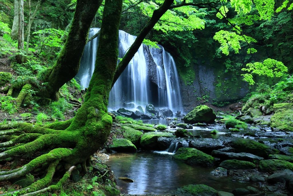 みどりとこけと滝