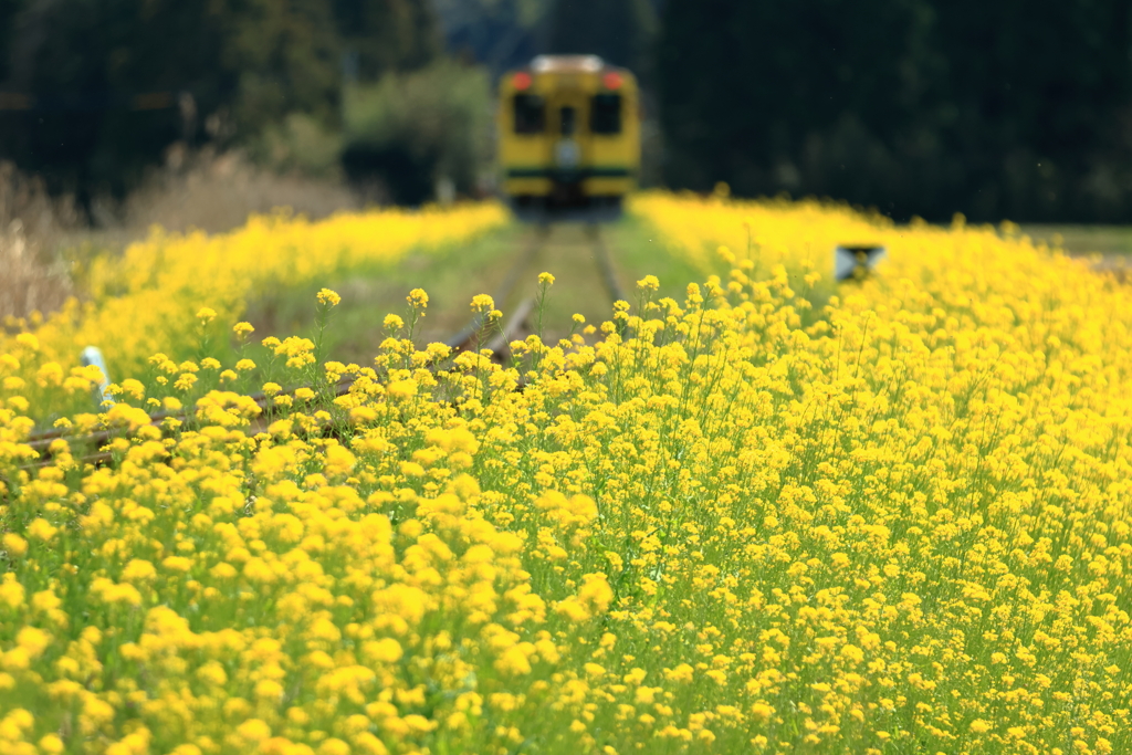 菜の花といすみ鉄道