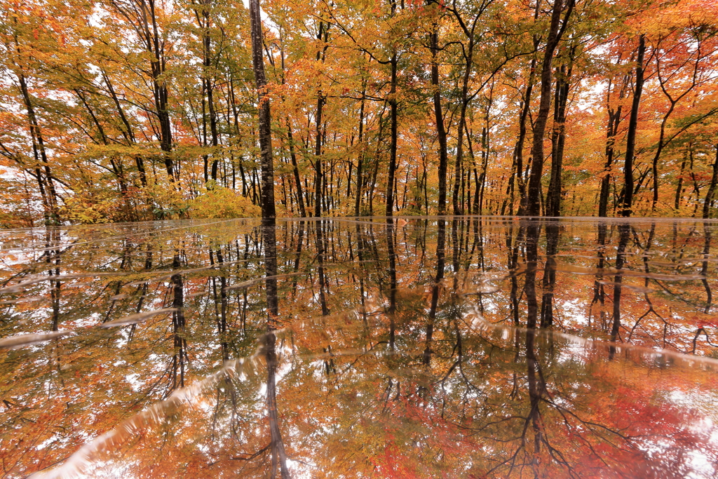 紅葉とリフレクションと雨