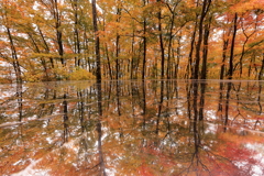 紅葉とリフレクションと雨