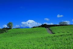 富士山と雲と茶畑と