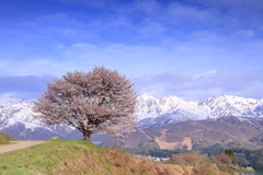 残雪の北アルプスと桜