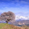 残雪の北アルプスと桜
