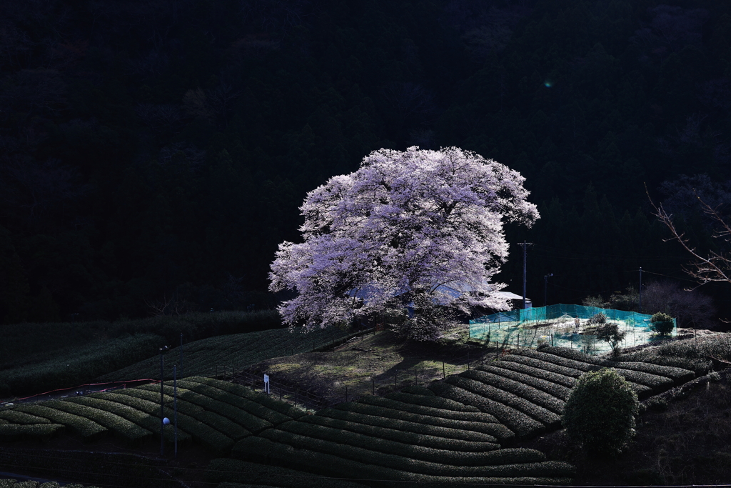茶畑と桜