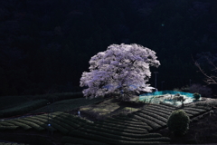 茶畑と桜