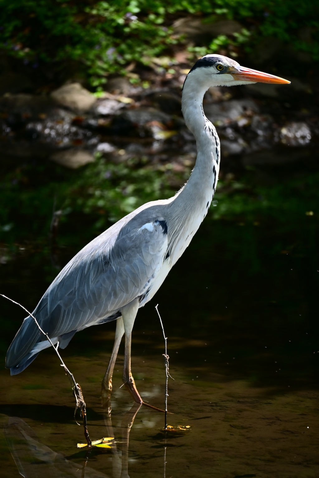 公園の怪鳥