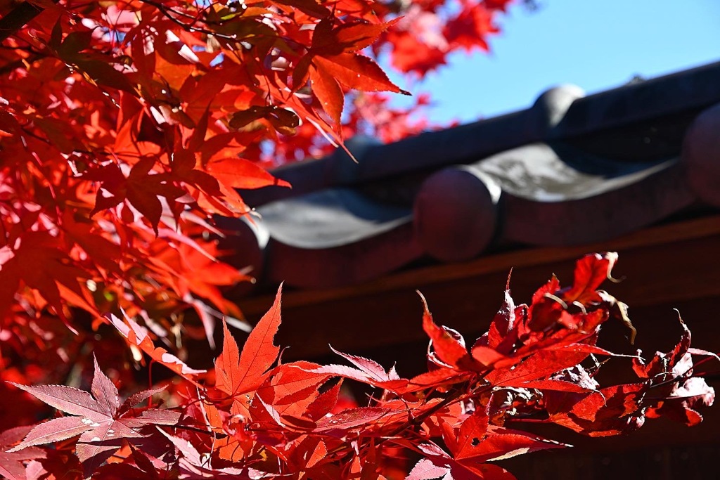紅葉