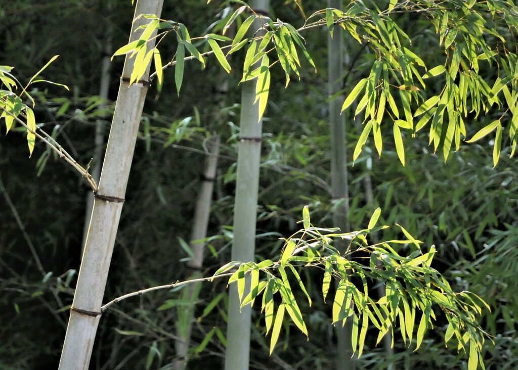 竹林１