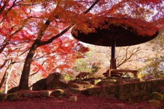 奈良公園の大切な時間