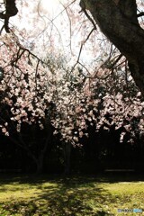 透過光の枝垂れ桜