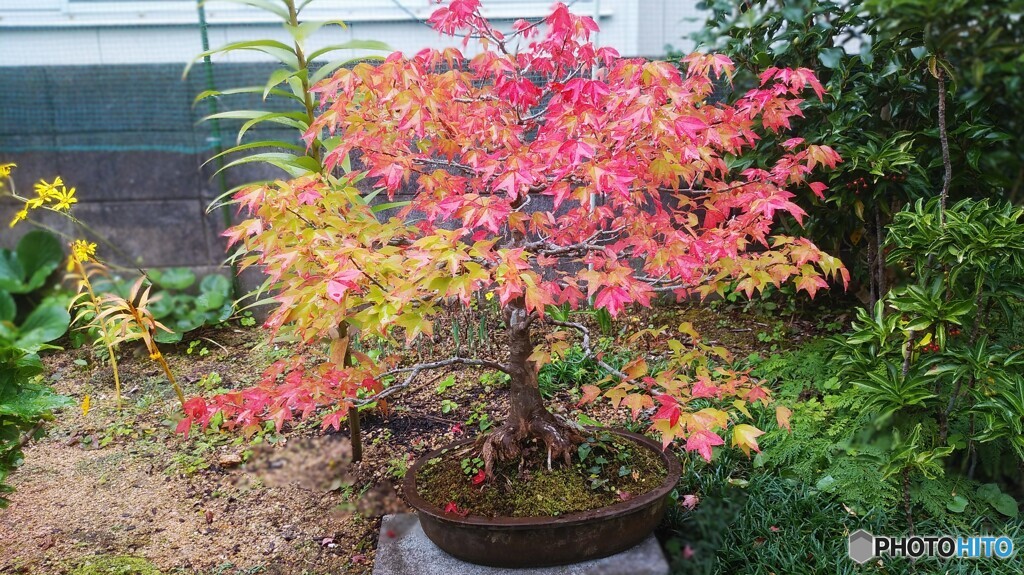 楓　人の目線