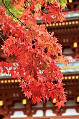 奈良・長谷寺にて
