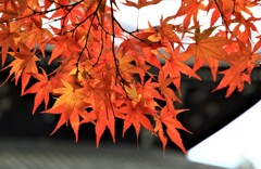 南禅寺にて