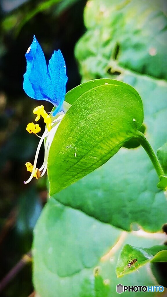 露草と蟻