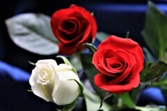 紅白の薔薇